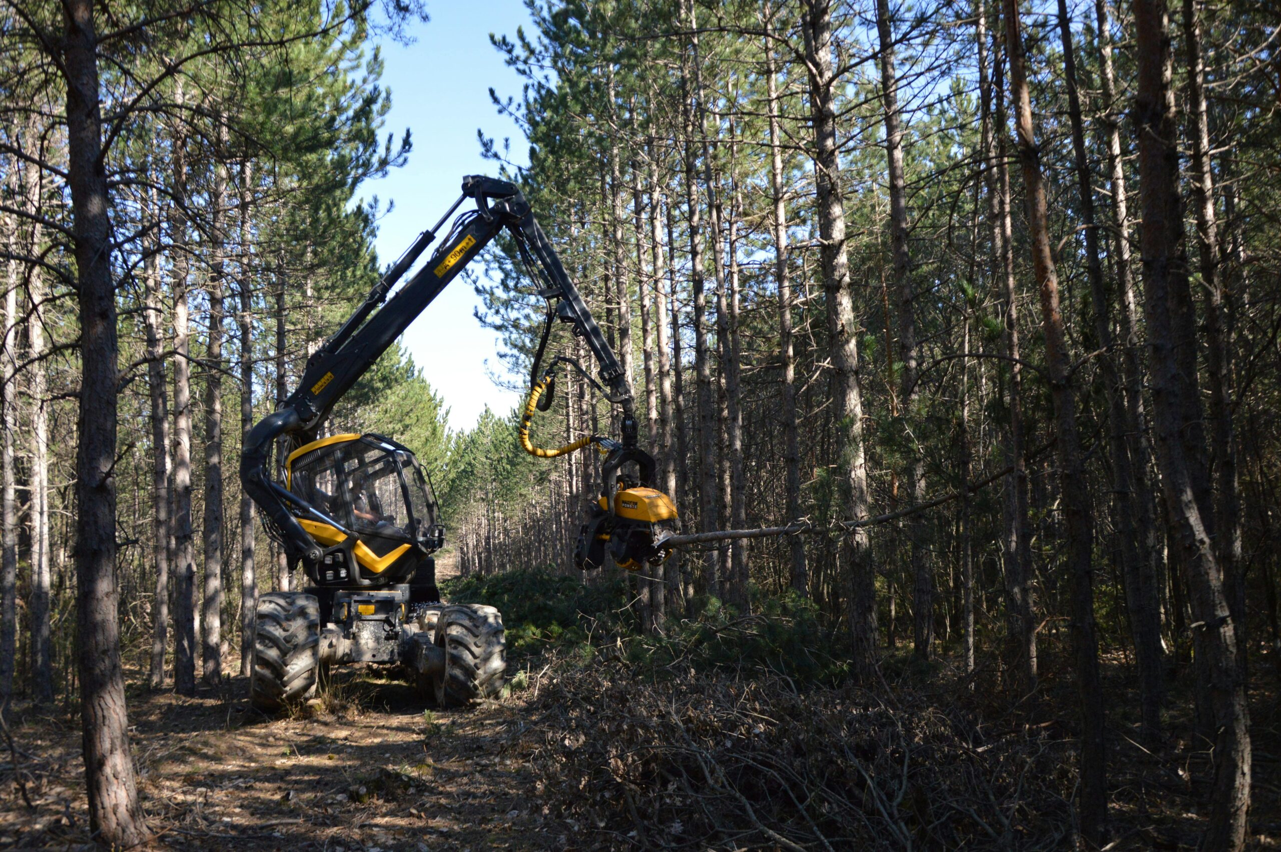 A forestry machine operates in a dense forest, harvesting trees efficiently.